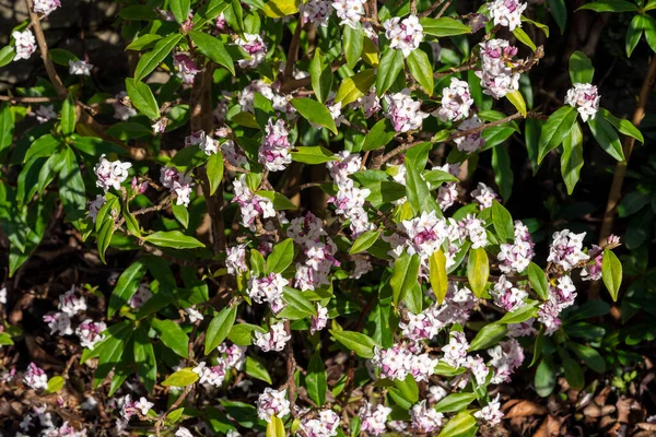 Daphne Bholua Jacqueline Postill Arbusto Sempreverde Della Pianta Fiorita Invernale — Foto Stock