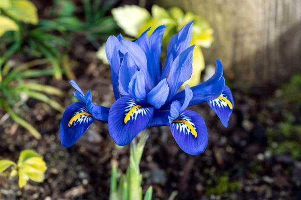 Iris Reticulata Гармония Весеннее Зимнее Луковичное Цветущее Растение Голубым Желтым — стоковое фото
