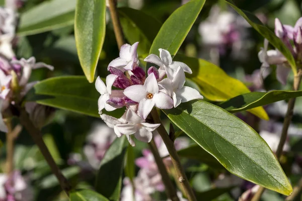 Daphne Bholua Primavera Bellezza Sempreverde Inverno Primavera Arbusto Pianta Fiorita — Foto Stock