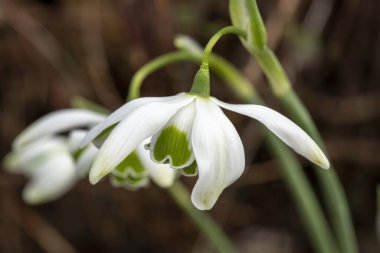 Galanthus 'Jacquenetta' (kar damlası) çift bahar kış soğanı çiçek açan bir bitki, Ocak ayında beyaz yeşil bir bahar çiçeği, stok fotoğrafı                              
