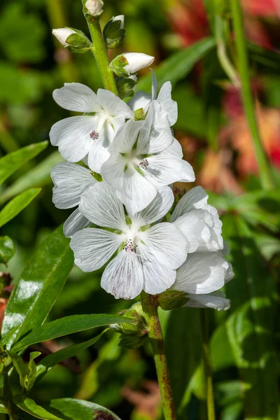 Sidalcea Candida Summer Flowering Plant White Summertime Flower Commonly Known — Stock Photo, Image
