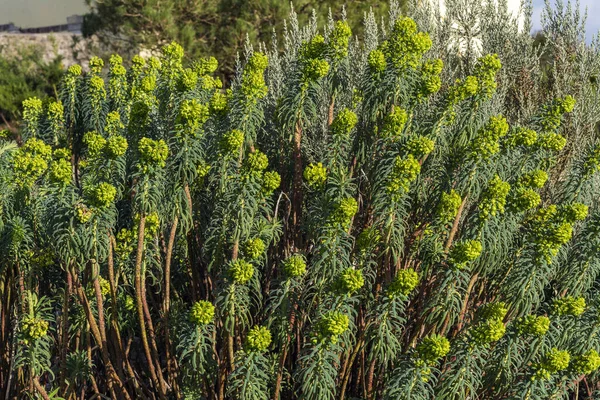 Euphorbia Characias Forescate Spring Summer Evergreen Flowering Shrub Plant Springtime — Stock Photo, Image