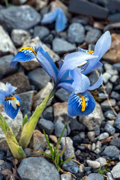 Iris Reticulata Harmony Une Plante Fleurs Bulbeuses Hiver Printemps Avec — Photo