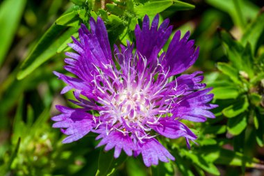 Stokesia Laevis 'in Mor Şemsiyeleri', Stoke 'un Aster' i olarak bilinen mor bir yaz çiçeği olan bir sonbahar çiçeği.