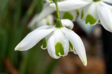  Galanthus 'Jacquenetta' (kar damlası) çift bahar kış soğanı çiçek açan bir bitki, Ocak ayında beyaz yeşil bir bahar çiçeği, stok fotoğrafı                              