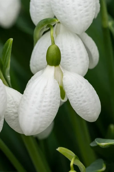 Galanthus Byzantinus Augustus Snowdrop Spring Winter Bulbous Flowering Plant White — Stock Photo, Image