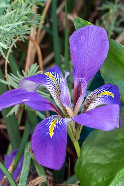 Iris Unguicularis Broadleigh Çiçekler Kışın Ilkbaharın Başlarında Görünür Yaygın Olarak — Stok fotoğraf