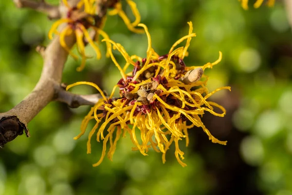 ハマメリス 魔女ハゼル 冬の春咲きの木低木植物で 開花時には非常に香りの良い春黄色の花と小花を咲かせ ストックフォトイメージ — ストック写真