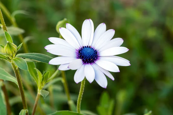 Osteospermum Ecklonisa Sommar Blommande Växt Med Vit Sommar Blomma Allmänt — Stockfoto