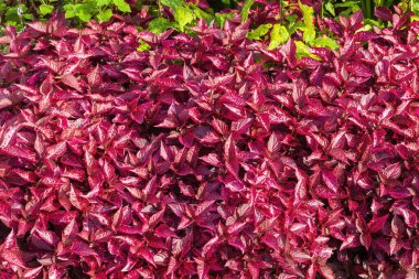 Iresine herbstii 'Brilliantissima' Bloodleaf olarak bilinen kırmızı yapraklı çalı bitkisi.