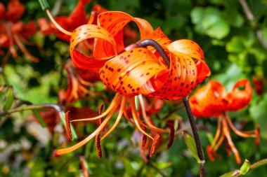 Lilium lancifolium. Yaz mevsimi çiçekleri. Turuncu bir yaz çiçeği olan sonbahar çiçeği.