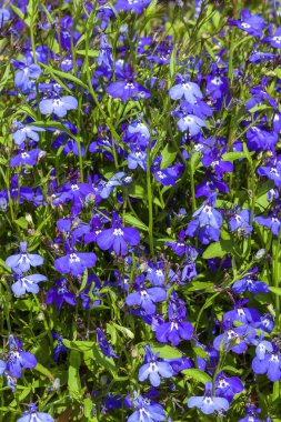 Lobelia erinus, bir sonbahar sonbaharı. Çiçek açan, mavi bir yaz çiçeği olan bir bitki.