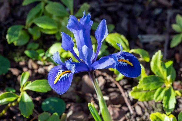 Iris Reticulata Harmony Wiosenna Zima Bulwiasta Kwitnąca Roślina Niebiesko Żółtym — Zdjęcie stockowe