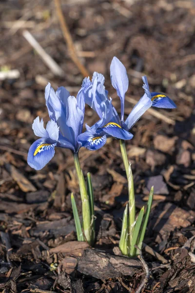 Iris Reticulata Alida Весеннее Зимнее Луковичное Цветущее Растение Голубым Желтым — стоковое фото