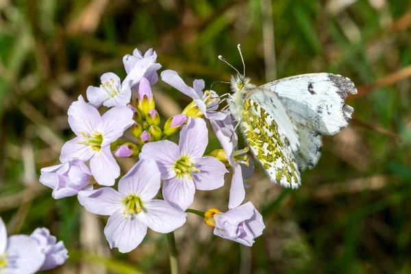 春にカッコーの花 Cardamine Pratensis に羽を伸ばしたオレンジ色の先端蝶の女性 Antocharis Cardamine ストックフォトイメージ — ストック写真