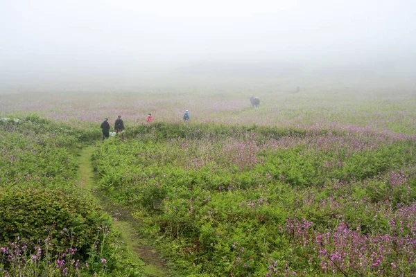 Skomer Island Gales Reino Unido Junio 2021 Personas Caminando Caminando — Foto de Stock