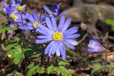 Anemone Blanda. Bahar çiçekli bir bahar çiçeği. Mavi mor bir bahar çiçeği.                               