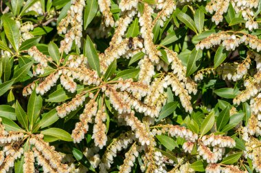 Pieris japonica. Bahar çiçekli, yemyeşil bir çalı bitkisi.                              