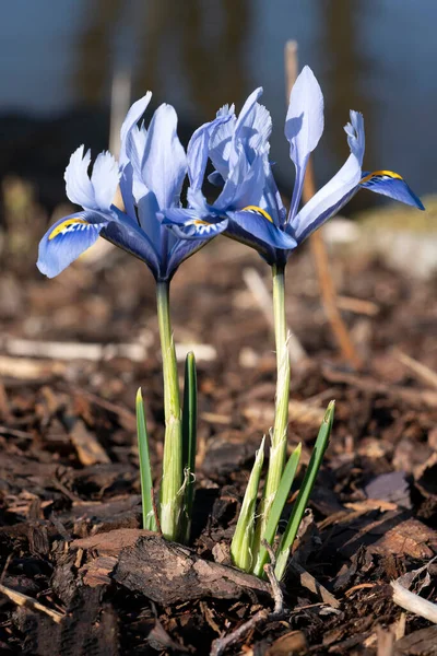 Iris Reticulata Alida Весеннее Зимнее Луковичное Цветущее Растение Голубым Желтым — стоковое фото