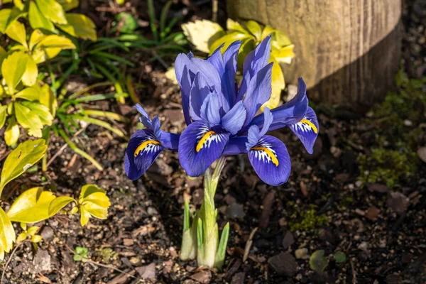 Iris Reticulata Гармония Весеннее Зимнее Луковичное Цветущее Растение Голубым Желтым — стоковое фото