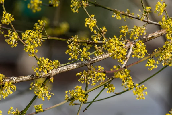 Cornus Mas Aurea Plantă Arbust Flori Primăvară Iarnă Floare Galbenă — Fotografie, imagine de stoc