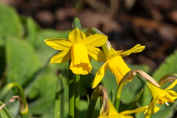 Een Lentebloeiende Bolvormige Plant Met Een Gele Lentebloem Stockfoto — Stockfoto