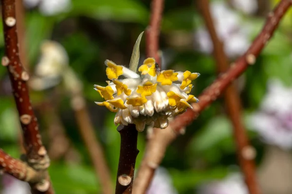 一般的に紙ブッシュ ストックフォトイメージとして知られている黄色の春の花を持つ冬の春の開花低木植物Edgeworth Chrysansa Grandifloras — ストック写真