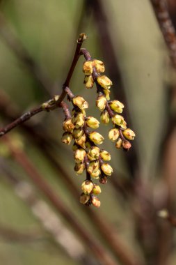  Stachyurus praecox bir kış baharı çiçek açan büyük bir çalı bitkisi. Sarı sarkık ırklı kış çiçekleri yaygın olarak bilinen ilk stachyurus, stok fotoğrafı.                              