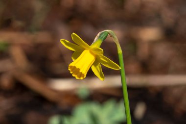 Nergis (narcissus) bir bahar çiçeği açan soğan çiçeği, sarı bir bahar çiçeği, stok fotoğrafı                               