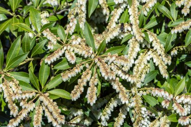 Pieris japonica. Bahar çiçekli, yemyeşil bir çalı bitkisi.                               