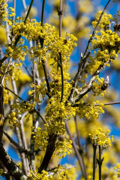 Cornus Mas Aurea Winter Spring Flowering Shrub Plant Yellow Springtime Stock Picture