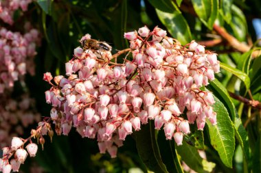 Pieris japonica 'Pembe Zevk' Pembe bir bahar çiçekli, yemyeşil bir çalılık.                               