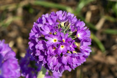 Primula denticulata, genellikle Primrose olarak bilinen mor bir bahar çiçeği olan bir bahar çiçeği.                               