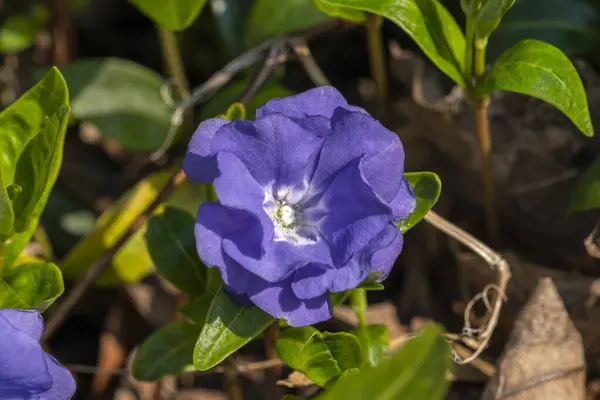 Vinca Minor Azurea Flore Pleno Ένα Ανοιξιάτικο Καλοκαιρινό Ανθοφόρο Φυτό — Φωτογραφία Αρχείου