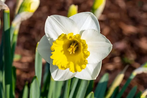 Påsklilja Bell Rock Narcissus Fjäder Blommande Lökväxter Med Vit Gul — Stockfoto