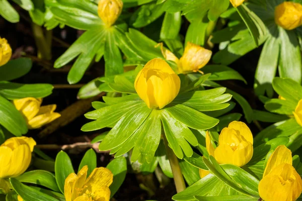 Eranthis Hyemalis Egy Késő Téli Tavaszi Virágzó Növény Egy Sárga — Stock Fotó