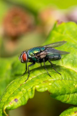 Yaygın yeşil şişe sineği (lucilia sericatafly) bir kurt sineği türüdür ve sinekten biraz daha büyüktür.                               