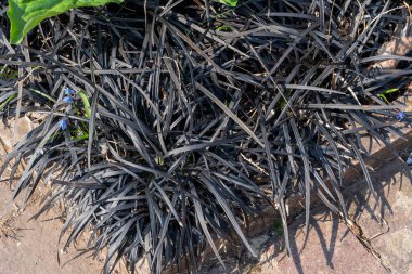 Ophiopogon planiscapus 'Nigrescens' bir bahar mevsimi. Siyah Ejder olarak bilinen mor bir yaz çiçeğiyle çiçek açan siyah çimenler gibi.                               