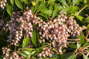 Pieris japonica 'Pembe Zevk' Pembe bir bahar çiçekli, yemyeşil bir çalılık.                               