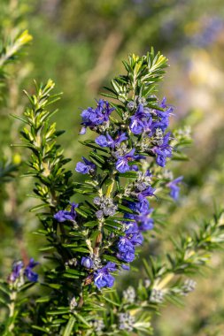 Rosemary 'Sissinghurst Blue' (rosmarinus officinalis) a spring summer flowering evergreen shrub plant with a blue summertime flower used as a sage herb for cooking, stock photo image                                clipart