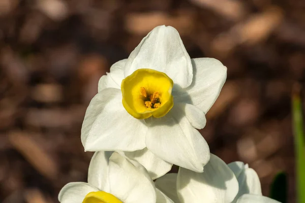 Nergis Avalanche Narcissus Beyaz Sarı Bahar Çiçekli Çiçek Açan Bir — Stok fotoğraf