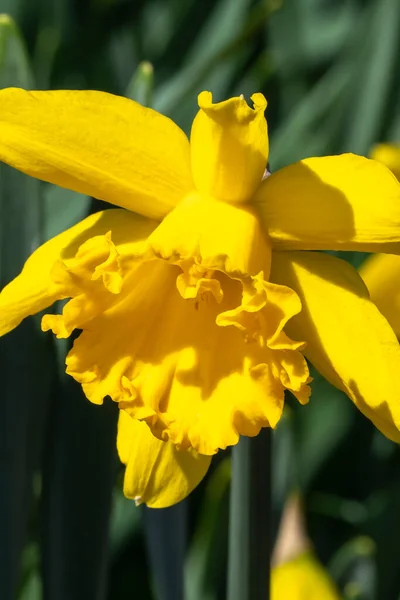 Daffodil Mando Narcis Jarní Kvetoucí Cibulová Rostlina Žlutou Jarní Květinou — Stock fotografie