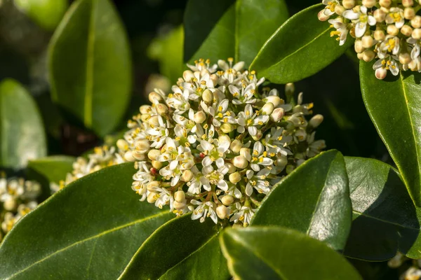 Skimmia japonica 'parfümleri' bahar çiçekli bir çalı bitkisi, stok fotoğrafı                               