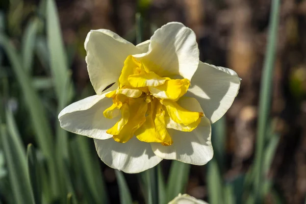 Daffodil Lemon Beauty Narcis Spring Flowering Bulbous Plant White Yellow — Stock fotografie