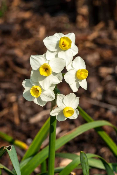 白い黄色の春の花と春の開花球根植物ダフォジル ナルシス ストックフォトイメージ — ストック写真