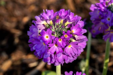 Primula denticulata, genellikle Primrose olarak bilinen mor bir bahar çiçeği olan bir bahar çiçeği.                               