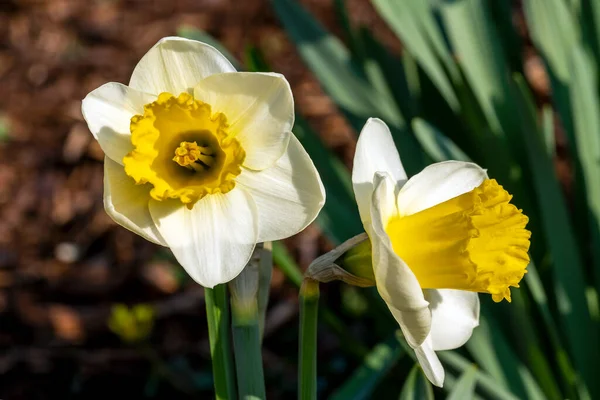 Daffodil Bell Rock Narcis Spring Flowering Bulbous Plant White Yellow — Stock fotografie