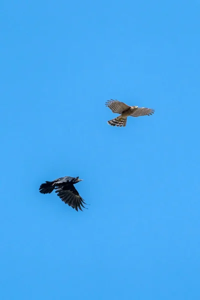 Krogulec Accipiter Nisus Ptak Drapieżny Raptor Locie Atakujący Kruka Corvus — Zdjęcie stockowe