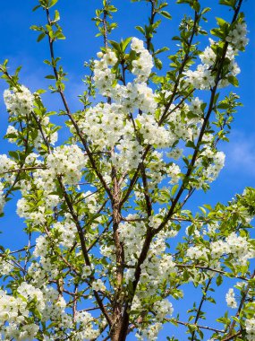 Kiraz ağacı 'Morello' (Prunus cerasus), bahar mevsiminde koyu kırmızı meyveli beyaz çiçekli bir bahar çiçeği.
