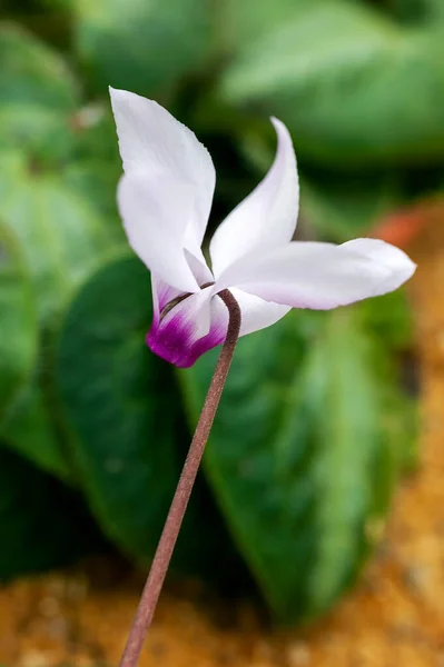 Cyclamen Persicum Winter Spring Bulbous Flowering Plant Pink Springtime Flower — Stock Photo, Image